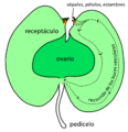 Fruto de Malus (diagrama)