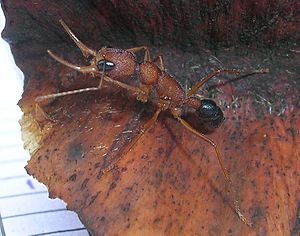 Archivo:Harpegnathos saltator brh