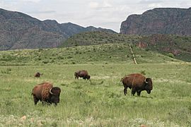 Buffalo in Chihuahua